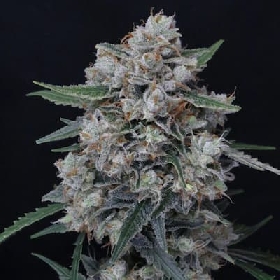 Whipped Runtz Auto > Pure Instinto